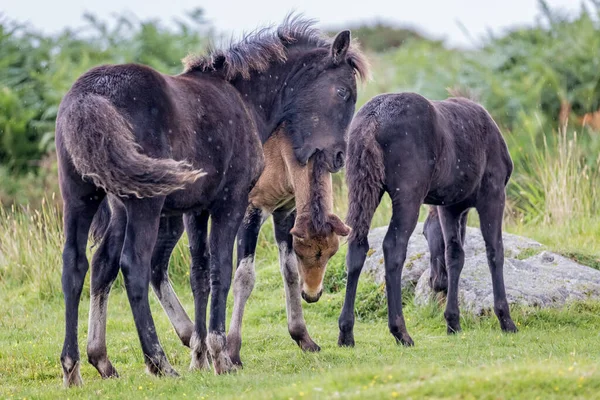 Gruppe Von Drei Jungen Verspielten Wilden Dartmoor Ponys — Stockfoto