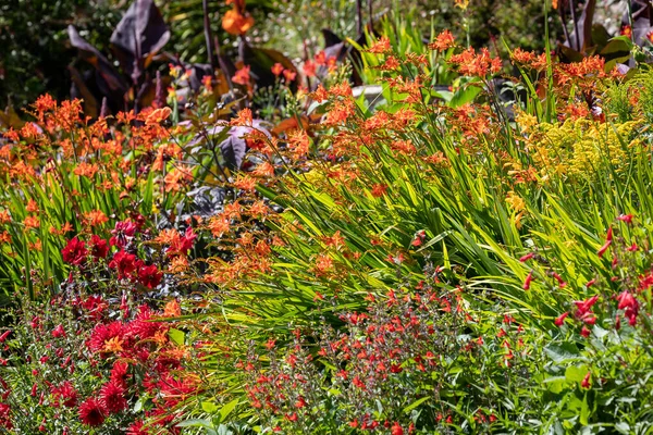 Colorido Despliegue Vibrantes Flores Exóticas Hierbas Jardín — Foto de Stock