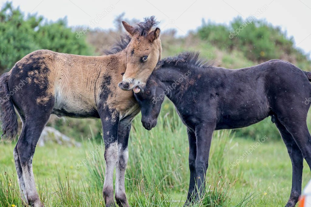 Pair of young playful wild  Dartmoor ponies nuzzling one another