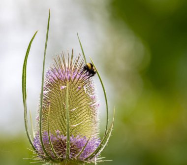 Bir çaydanlık çiçeğinin başını arı toplayarak kapat.