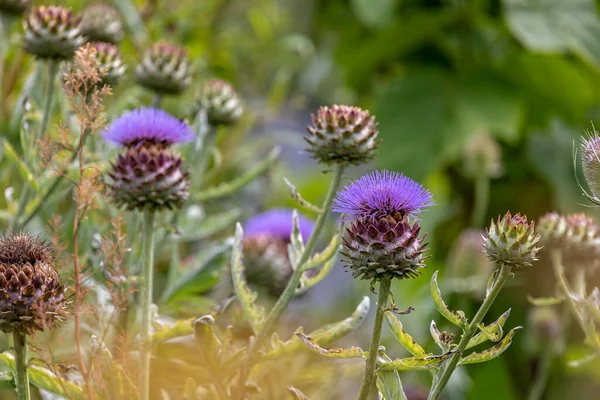 Primo Piano Viola Fioritura Testa Cardo Carciofo Con Gli Altri — Foto Stock