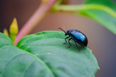 Close up of a leaf beetle on a green leaf with soft bokah background.