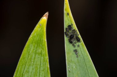 Cluster of tiny aphids on the tip of a green leaf.