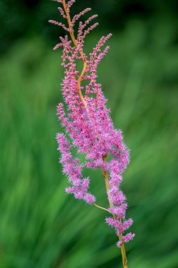 Close of the delicate feathery pink flowers on the False Goat's Beard plant against a green diffused natural background, in Cornwall, UK