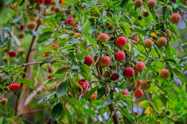 İngiltere 'nin Wiltshire kentinde bulunan, bir Bentham Cornel (Cornus capitata) ağacının büyük bir kırmızı meyve kümesi.