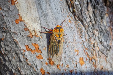 Mavi Dağlar, NSW, Avustralya 'daki bir okaliptüs ağacının gövdesindeki sarı ağustos böceğinin tepesinde.