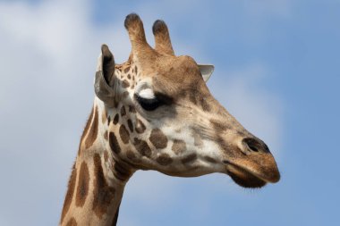 Beyaz bulutlu mavi gökyüzüne karşı bir zürafanın başını yakın.