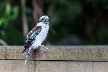 Narara, NSW, Avustralya 'da tahta bir çite tünemiş bir Kookaburra kuşuna yaklaş.