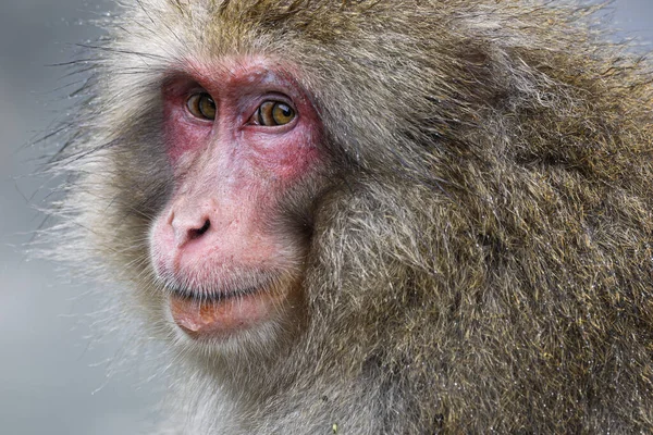 Japon Kar Maymunu 'nun kafası ve omuzları Yadanaka, Japonya' daki kameraya bakıyor.