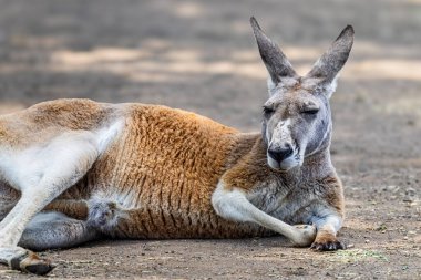 Avcı Vadisi, NSW, Avustralya 'da bir Batı Gri Kangurusu yatay olarak yerde yatıyor.
