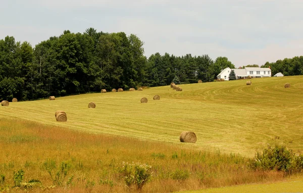 Hayfield — Zdjęcie stockowe