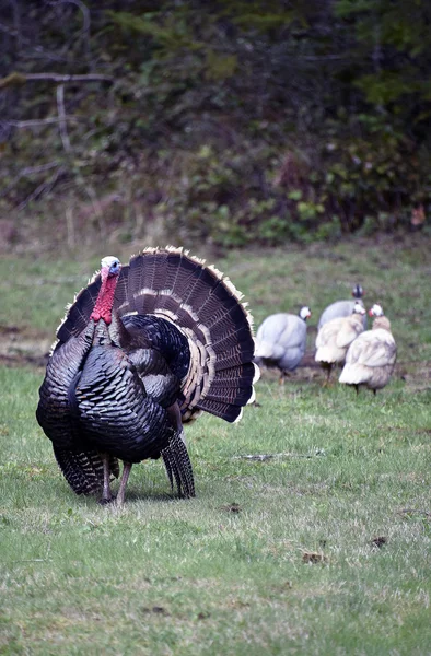 Wild Tom Turkije — Stockfoto