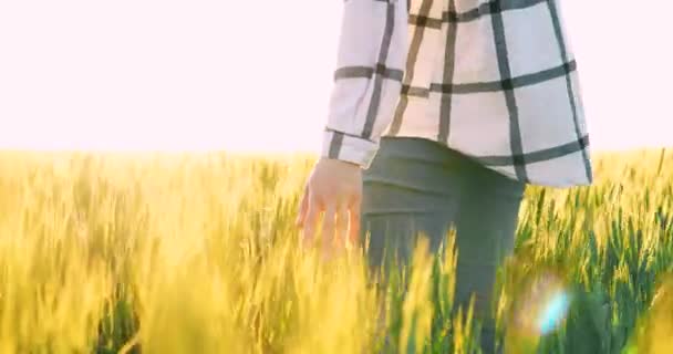 Una mano de mujer en un campo de trigo — Vídeo de stock