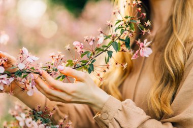 Çiçek açan meyve ağaçları ve çiçeklerin dalını tutan güzel kadın elleri, kiraz çiçeklerine dokunur, kadının elinde pembe kiraz çiçekleri, narin bahar arkaplanı