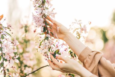 Çiçek açan meyve ağaçları ve çiçeklerin dalını tutan güzel kadın elleri, kiraz çiçeklerine dokunur, kadının elinde pembe kiraz çiçekleri, narin bahar arkaplanı