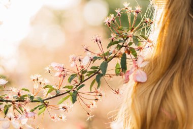 Çiçek açan meyve ağaçları ve çiçeklerin dalını tutan güzel kadın elleri, kiraz çiçeklerine dokunur, kadının elinde pembe kiraz çiçekleri, narin bahar arkaplanı