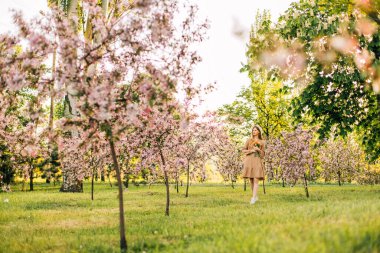Çiçek açan meyve ağaçları, bahçede açan ağaçlar mavi, ilkbahar gökyüzü, pembe kiraz çiçekli ağaçlar, Datca