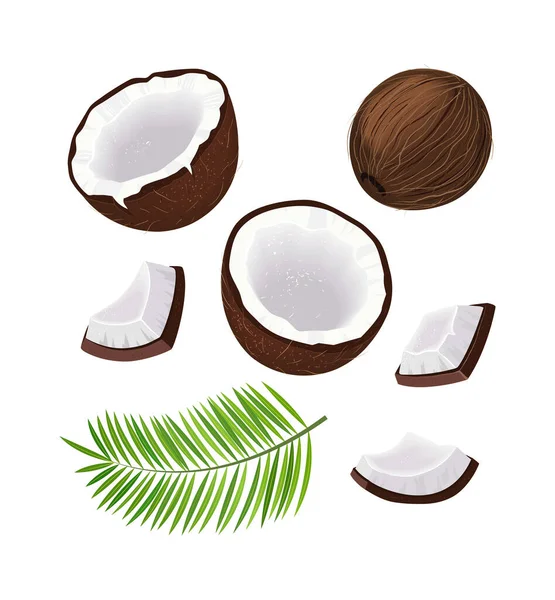 Zestaw Orzechem Kokosowym Połową Kawałkami Kokosa Liściem Palmy Kokosowej Białym — Wektor stockowy