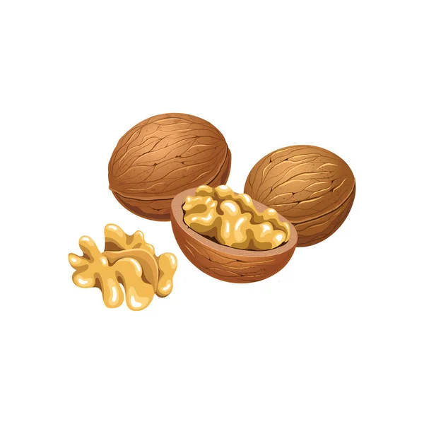 Vector Set Walnuts Shell White Background — Stock Vector