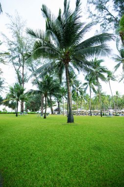 Bahçedeki greensward ve Hindistan cevizi ağaçları
