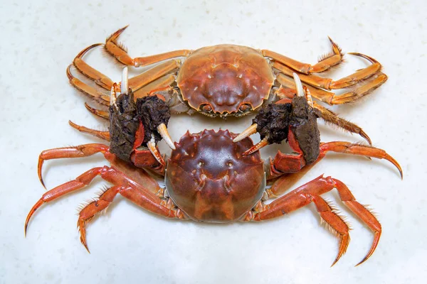 Cooked Chinese hairy crab isolated on white