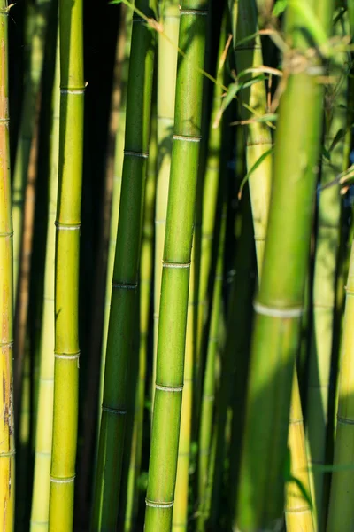 Forêt de Bambu — Photo