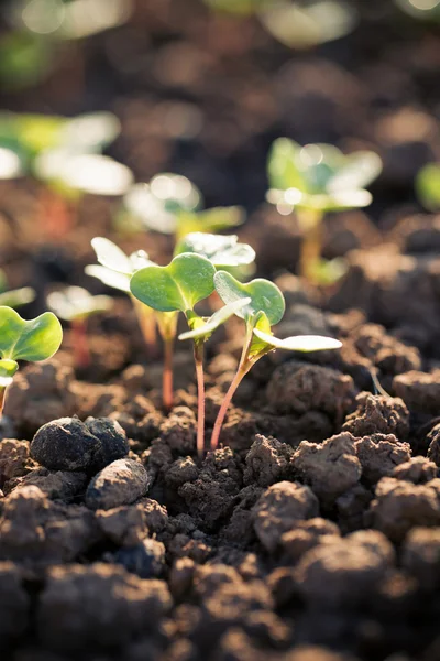 Groddplanta tillväxt — Stockfoto