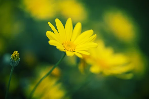 デイジーの花のクローズ アップ — ストック写真