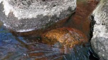 Taşların arasında orman akıntısı