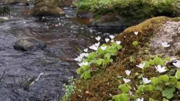 Strumień Leśny Wśród Kamieni — Wideo stockowe