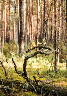 Beyaz Rusya, genç ağaçlar, çam ve Ladin orman. Yeşil çim ve moss. İyi bir hava için ormanın içinde yürümek.