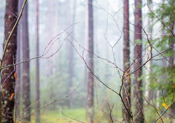 Forêt Biélorussie, jeunes arbres, pins et épinettes. Herbe verte et mousse. Beau temps pour des promenades en forêt . — Photo