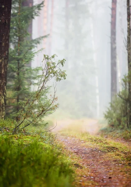 Morning in the forest.The fir-tree branches in a web of pearls scattered dew — Stock Photo, Image