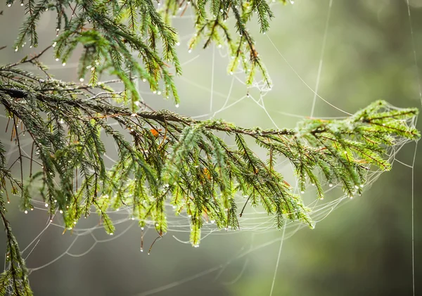 Mañana en el bosque.Las ramas de abeto en una red de perlas esparcieron rocío — Foto de Stock