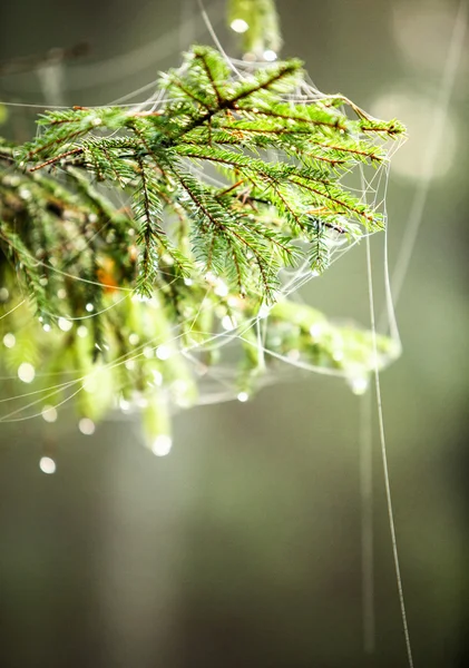 Morgen im Wald. Die Tannenzweige in einem Netz aus Perlen verstreut Tau — Stockfoto
