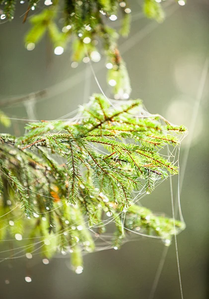 Morning in the forest.The fir-tree branches in a web of pearls scattered dew — Stock Photo, Image