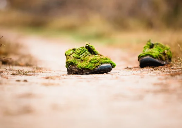 Morning in the forest. Lost owner\'s boots, and was covered with moss and become part of the forest.