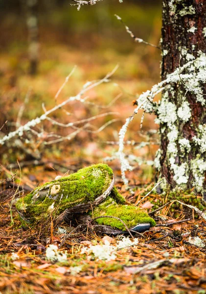 Morning in the forest. Lost owner's boots, and was covered with moss and become part of the forest. — Stock Photo, Image