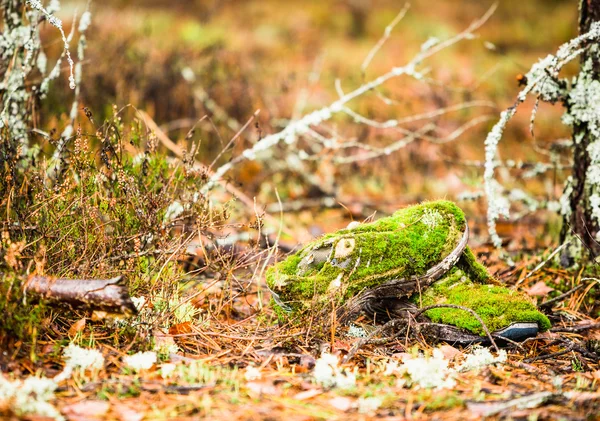 Morning in the forest. Lost owner\'s boots, and was covered with moss and become part of the forest.