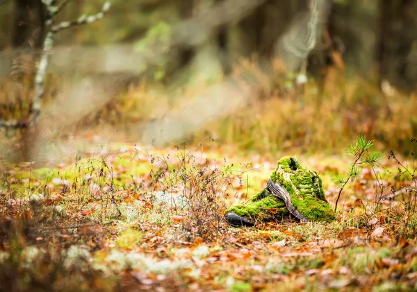 Matin dans la forêt. Perdu bottes du propriétaire, et a été recouvert de mousse et de faire partie de la forêt . — Photo