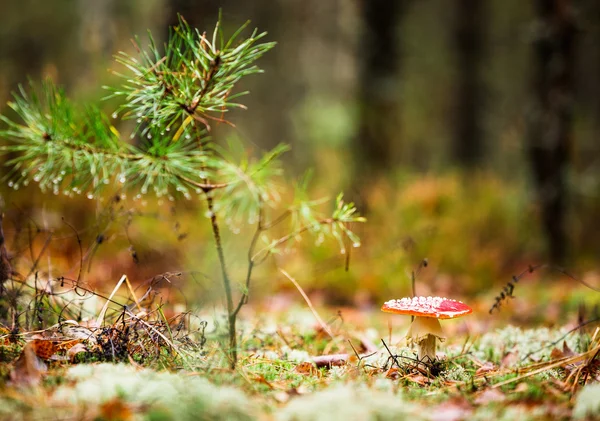 Forest Belarus, jonge bomen, grenen en vuren. Groen gras en mos. Goed weer voor wandelingen in het bos. — Stockfoto