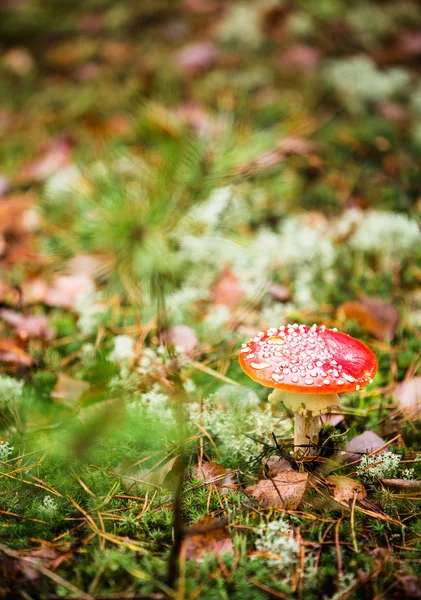 Mattina nella foresta. Estate. Abete rosso e pino, erba verde, funghi velenosi e commestibili — Foto Stock