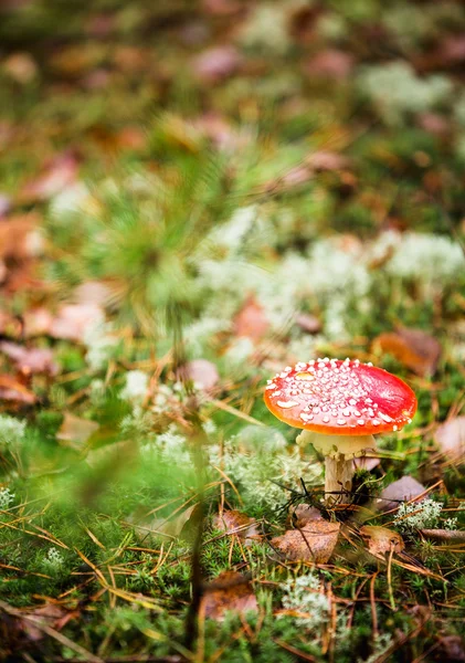 Morgon i skogen. Sommaren. Gran och tall, grönt gräs, giftig svamp och ätbara — Stockfoto