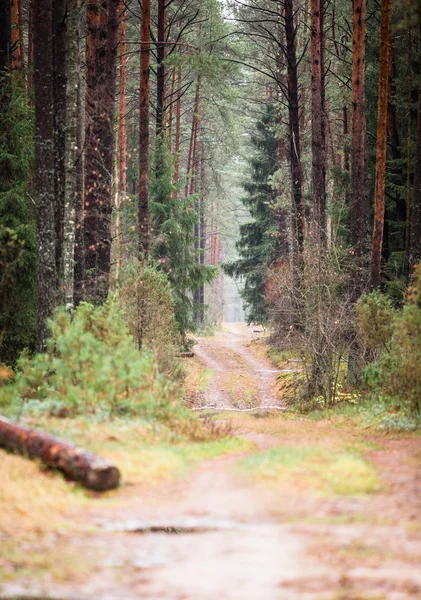 morning in the forest, summer, spruce and pine, green grass, road