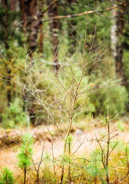 morning in the forest. Autumn. Spruce and pine, green grass, mushrooms, poisonous and edible. A walk in the woods of Belarus