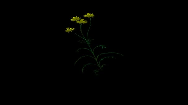 Κίτρινο Λουλούδι Περιστροφή Μαύρο Φόντο — Αρχείο Βίντεο
