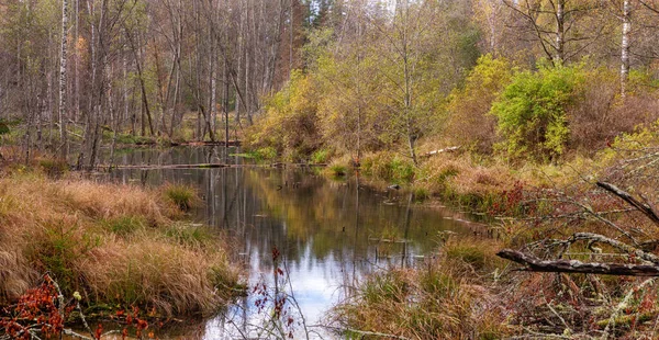 Fluss Tief Feuchten Herbstwald Zusammensetzung Der Natur Herbstsonniger Tag Nationalpark — Stockfoto
