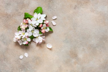 Güzel beyaz çiçek açan elma dallarının yakın plan fotoğrafı. Düğün, nişan ya da beton arka planda nişan konsepti. Üst görünüm, tebrik kartı.