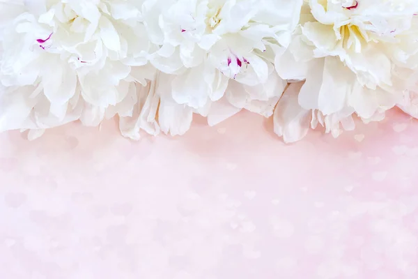 ピンクの背景に白い牡丹 バレンタインデー 結婚式 婚約や他の休日のグリーティングカードのための概念 トップビュー 閉じる スペースをコピー — ストック写真