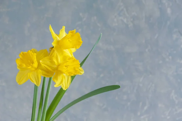 Tři Čerstvé Žluté Narcisy Narcisy Světle Modrém Pozadí Horní Pohled — Stock fotografie